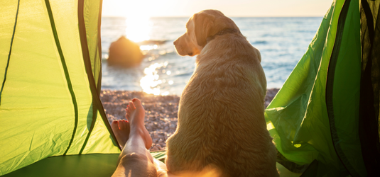 Camping mit Hund